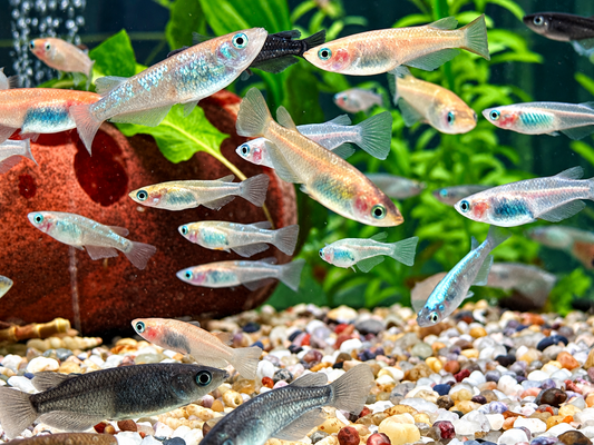 Medaka Reisfisch Mix Oryzias latipes