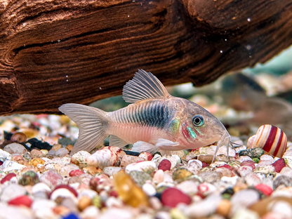 Metallpanzerwels Osteogaster Corydoras aeneus 3,5-4 cm