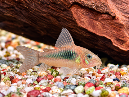 Metallpanzerwels Osteogaster Corydoras aeneus 3,5-4 cm