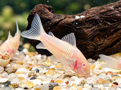 Metallpanzerwels albino Osteogaster Corydoras aeneus albino