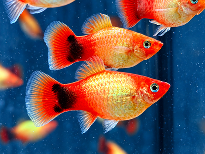 Mickey Mouse Platy Orange Xiphophorus maculatus 3,5-4 cm