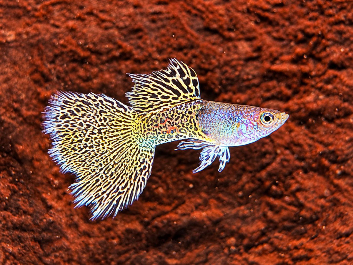 Miracle green Lace Guppy Poecilia reticulata Männchen