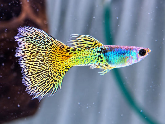 Miracle green Lace Guppy Poecilia reticulata Männchen