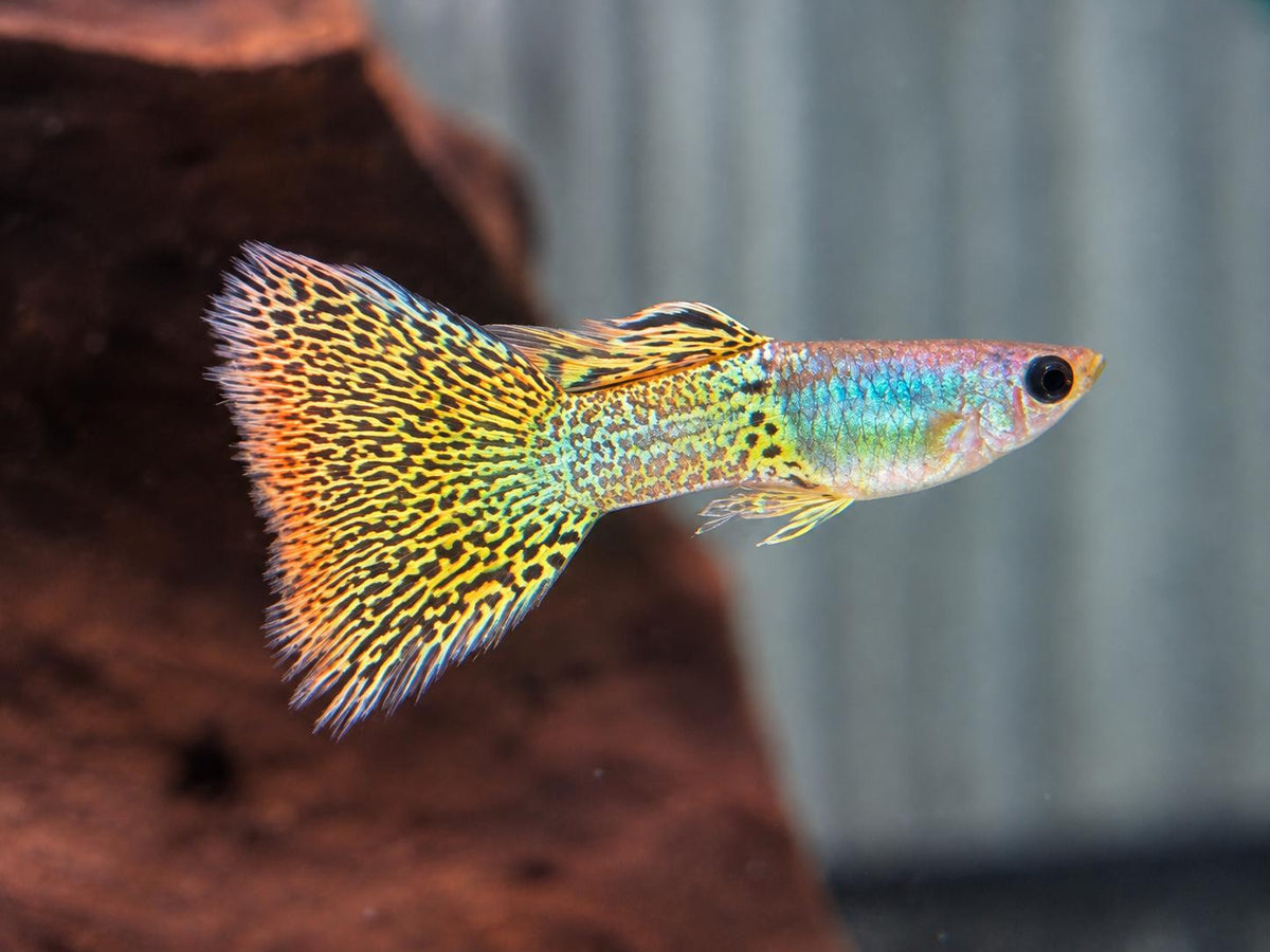 Miracle green Lace Guppy Poecilia reticulata Männchen