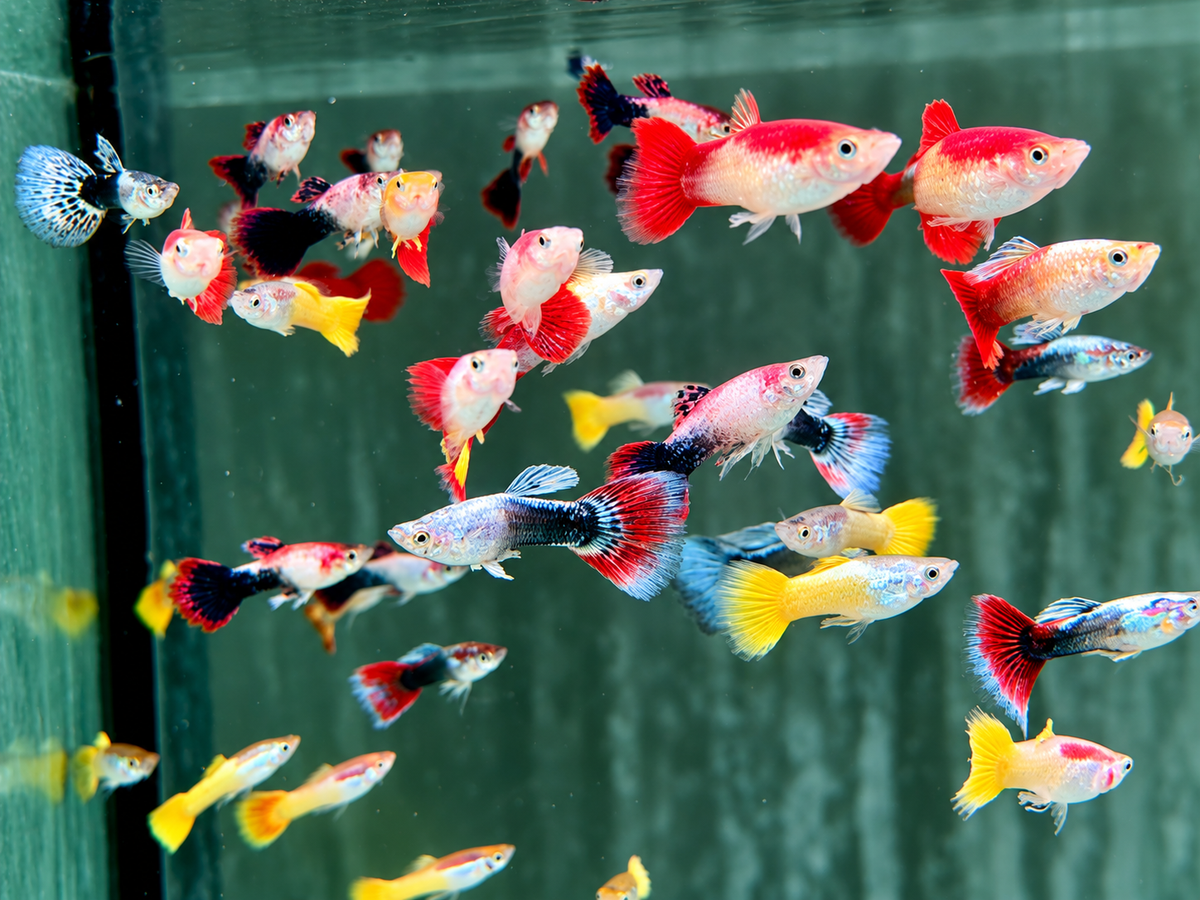 Mix Guppy Poecilia reticulata Männchen