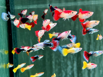 Mix Guppy Poecilia reticulata Männchen