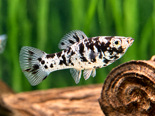 Molly Dalmatiner Poecilia sphenops