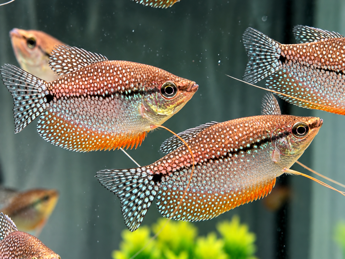 Mosaikfadenfisch Trichogaster leeri