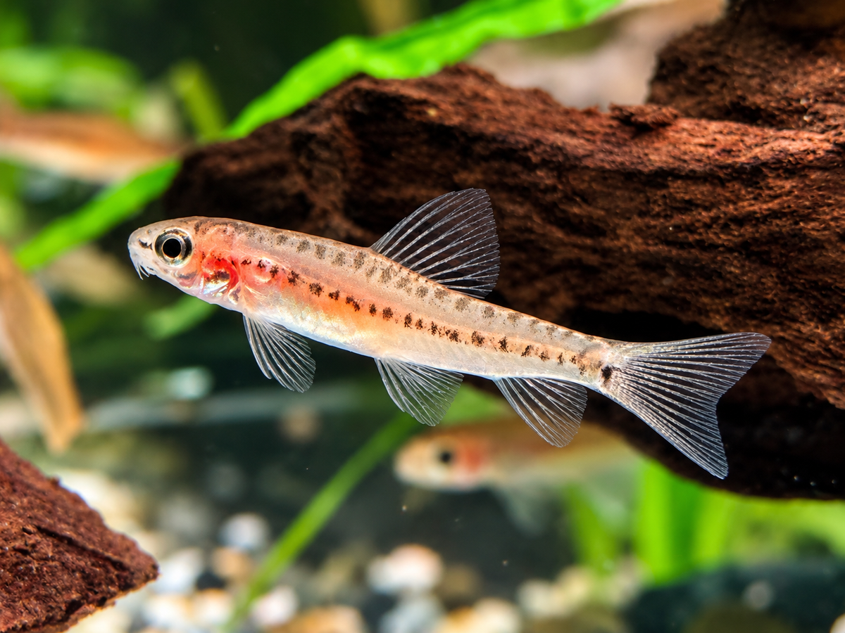 Myanmar I Rosy Zwergschmerle Physoschistura mango
