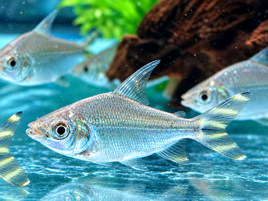 Nachtsalmler Semaprochilodus kneri 5 cm