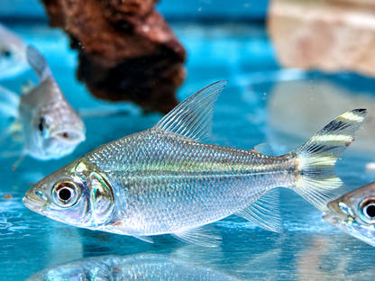 Nachtsalmler Semaprochilodus kneri 5 cm