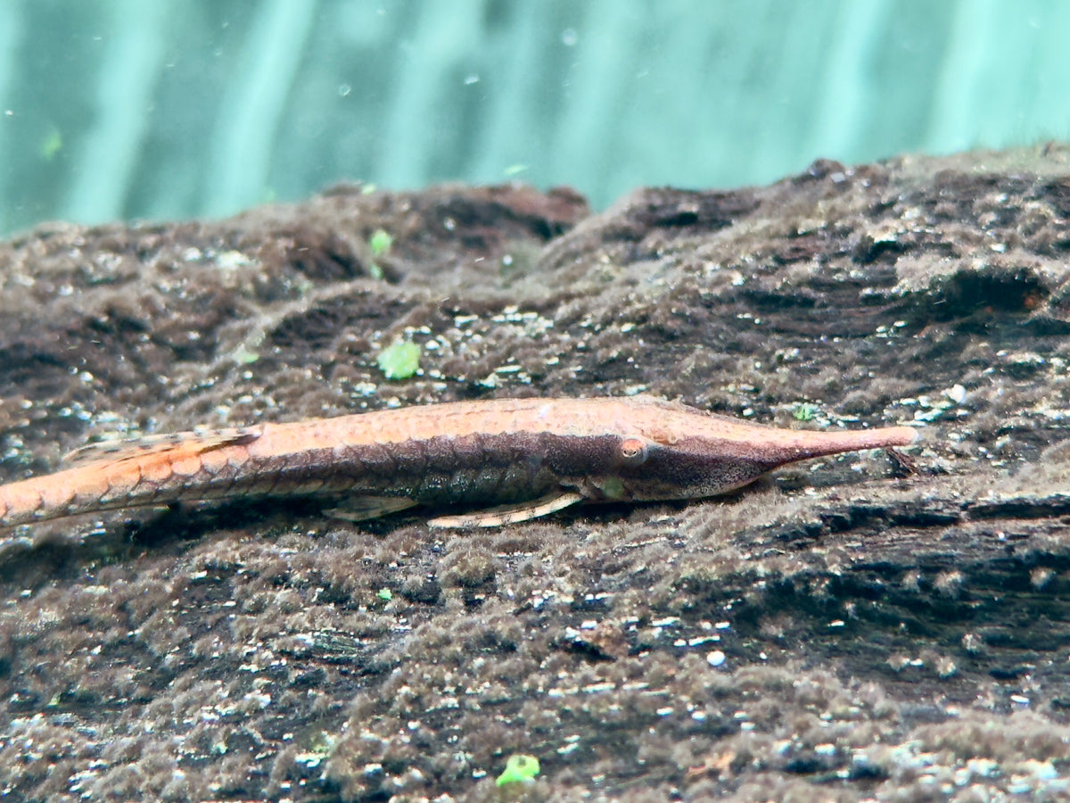 Gemeiner Nadelwels Farlowella acus 9-13 cm