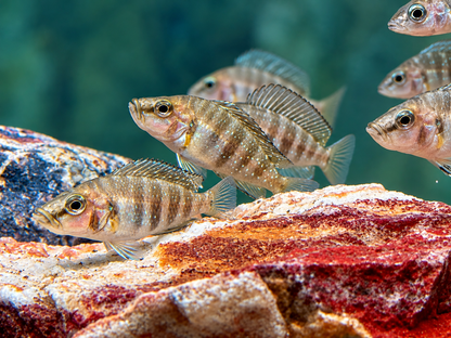 Nanderbuntbarsch Altolamprologus compressiceps 3-4 cm