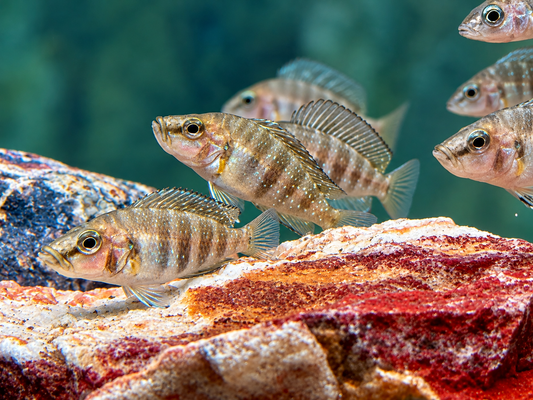 Nanderbuntbarsch Altolamprologus compressiceps 3-4 cm