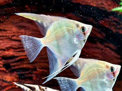 Natur Skalar Pterophyllum scalare