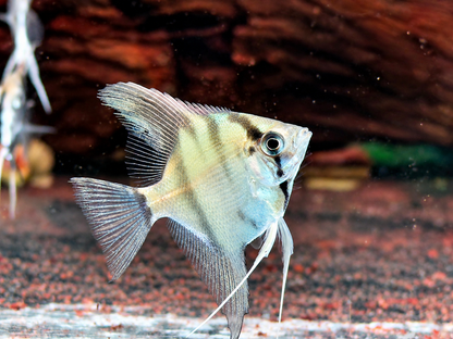 Natur Skalar Pterophyllum scalare