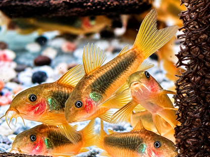 Neon Gold Stripe Panzerwels Corydoras aeneus Neon Gold Stripe CW10