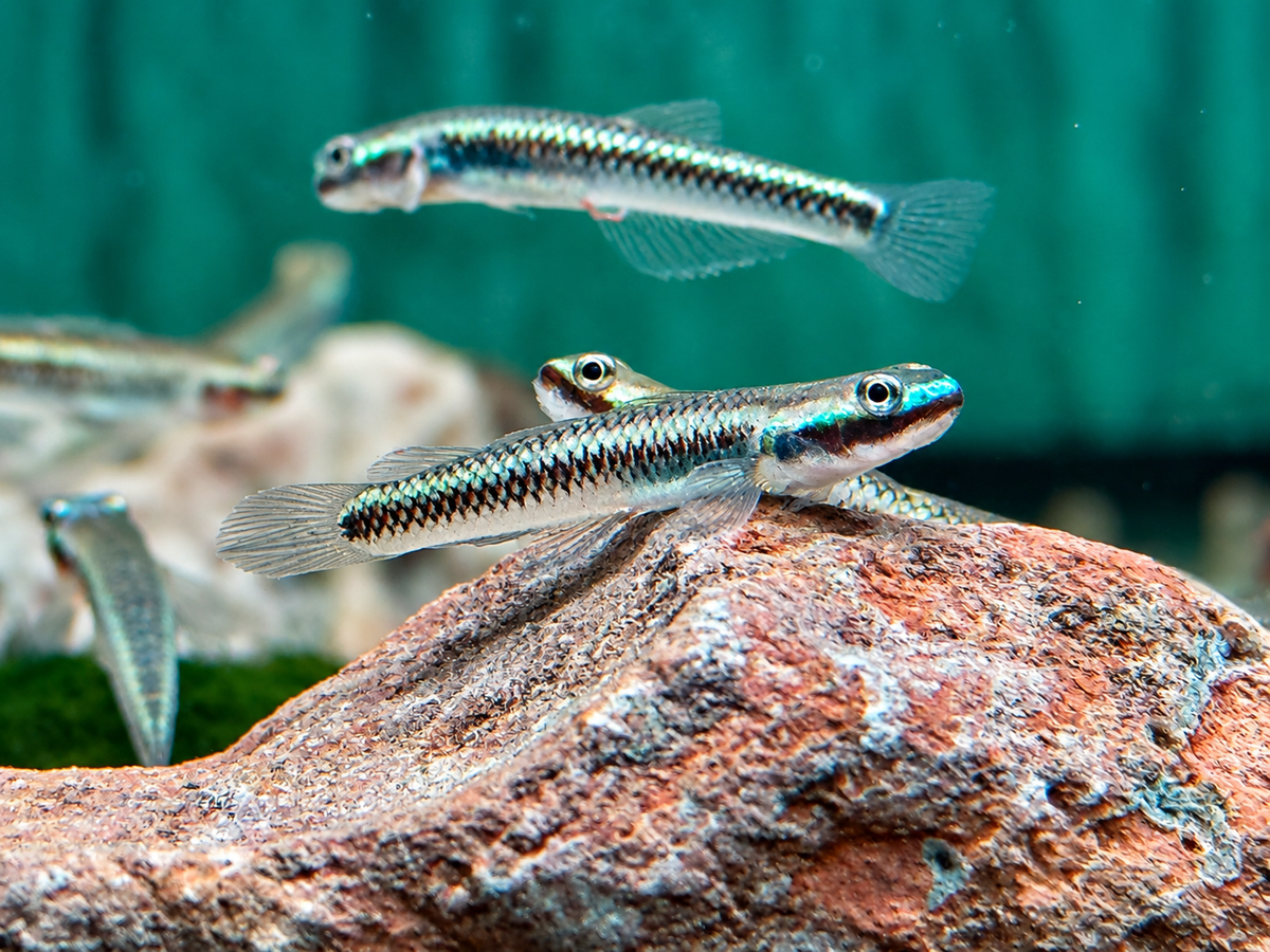 Neonblaue Algengrundel Stiphodon atropurpureus