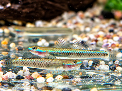 Neonblaue Algengrundel Stiphodon atropurpureus