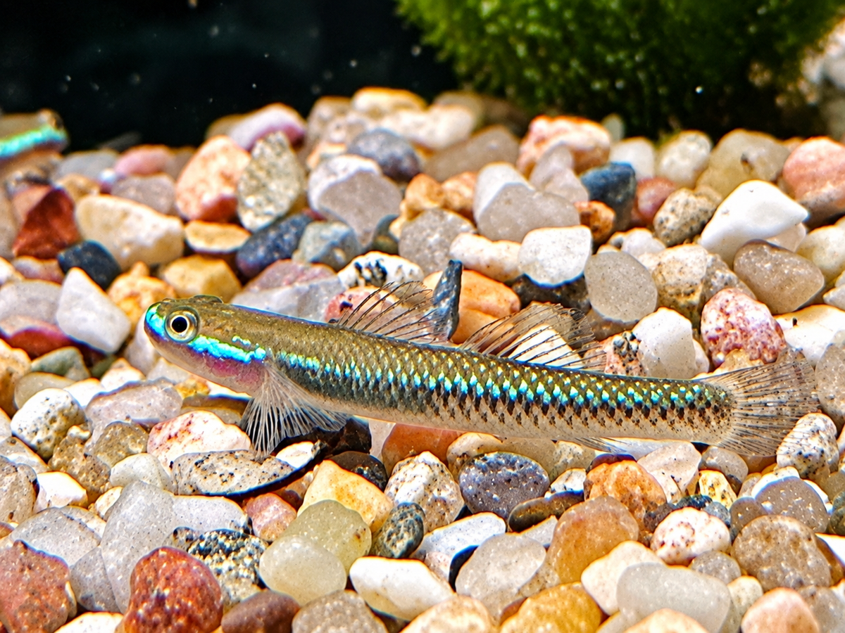 Neonblaue Algengrundel Stiphodon atropurpureus