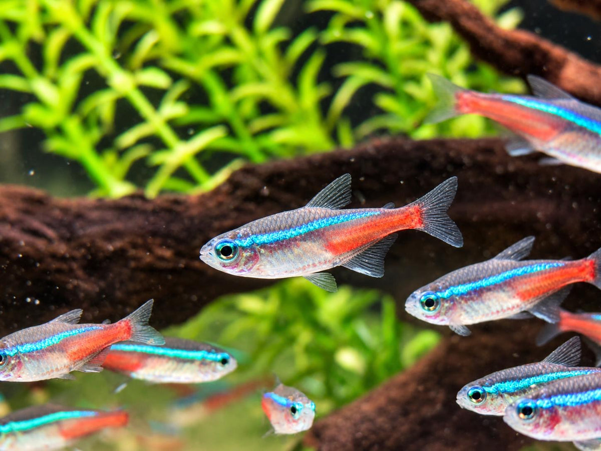 Neonsalmler Neontetra Paracheirodon innesi XL