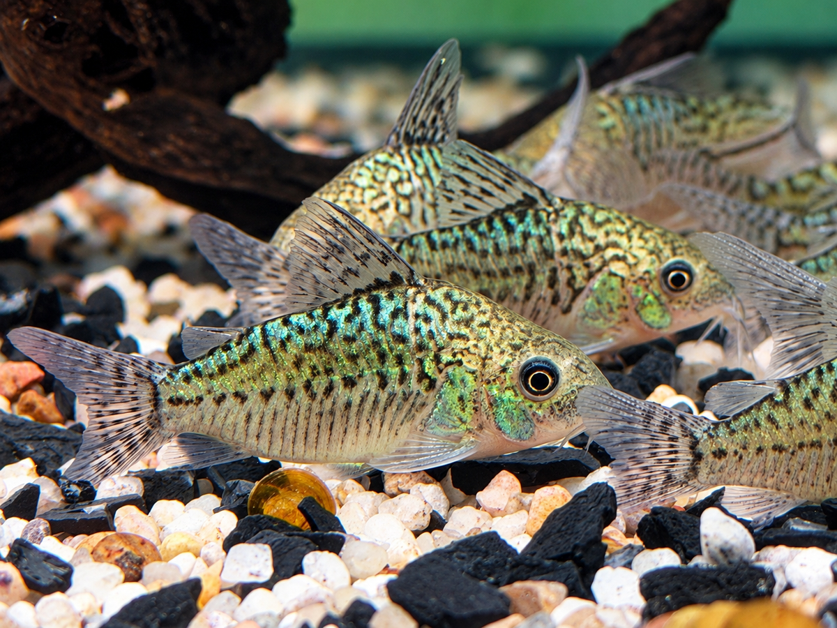 Netzpanzerwels Corydoras reticulatus 4-4,5 cm