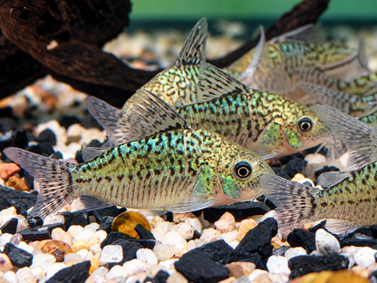 Netzpanzerwels Corydoras reticulatus 4-4,5 cm