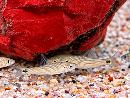 Netzpinselalgenfresser Crossocheilus reticulatus 3,7-4,5 cm