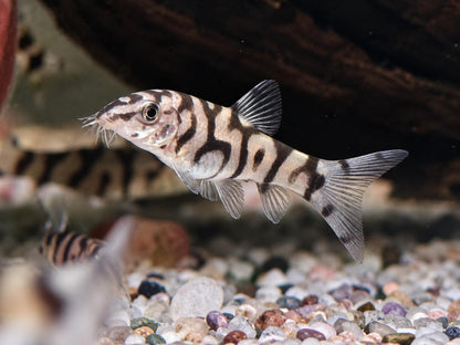 Netzschmerle Botia lohachata