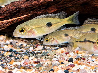 Nicaragua Buntbarsch Hypsophrys I Cichlasoma nicaraguensis