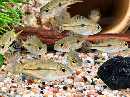 Nicaragua Buntbarsch Hypsophrys I Cichlasoma nicaraguensis