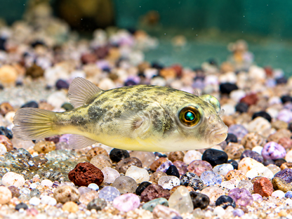 Nilkugelfisch Tetraodon fahaka lineatus