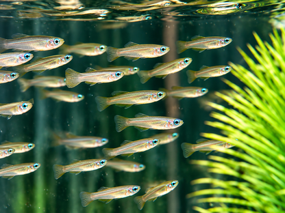 Normans Leuchtaugenfisch Aplocheilychthys normanni