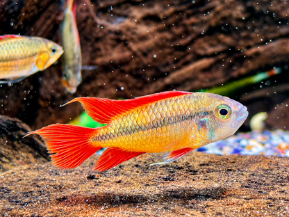 Orange Kakaduzwergbuntbarsch Apistogramma cacatuoides