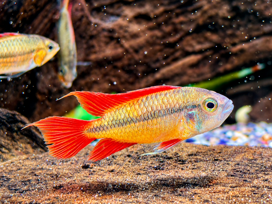 Orange Kakaduzwergbuntbarsch Apistogramma cacatuoides