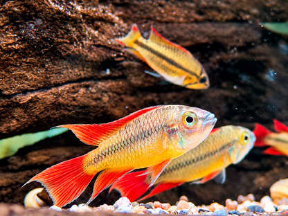 Orange Kakaduzwergbuntbarsch Apistogramma cacatuoides
