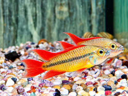 Orange Kakaduzwergbuntbarsch Apistogramma cacatuoides