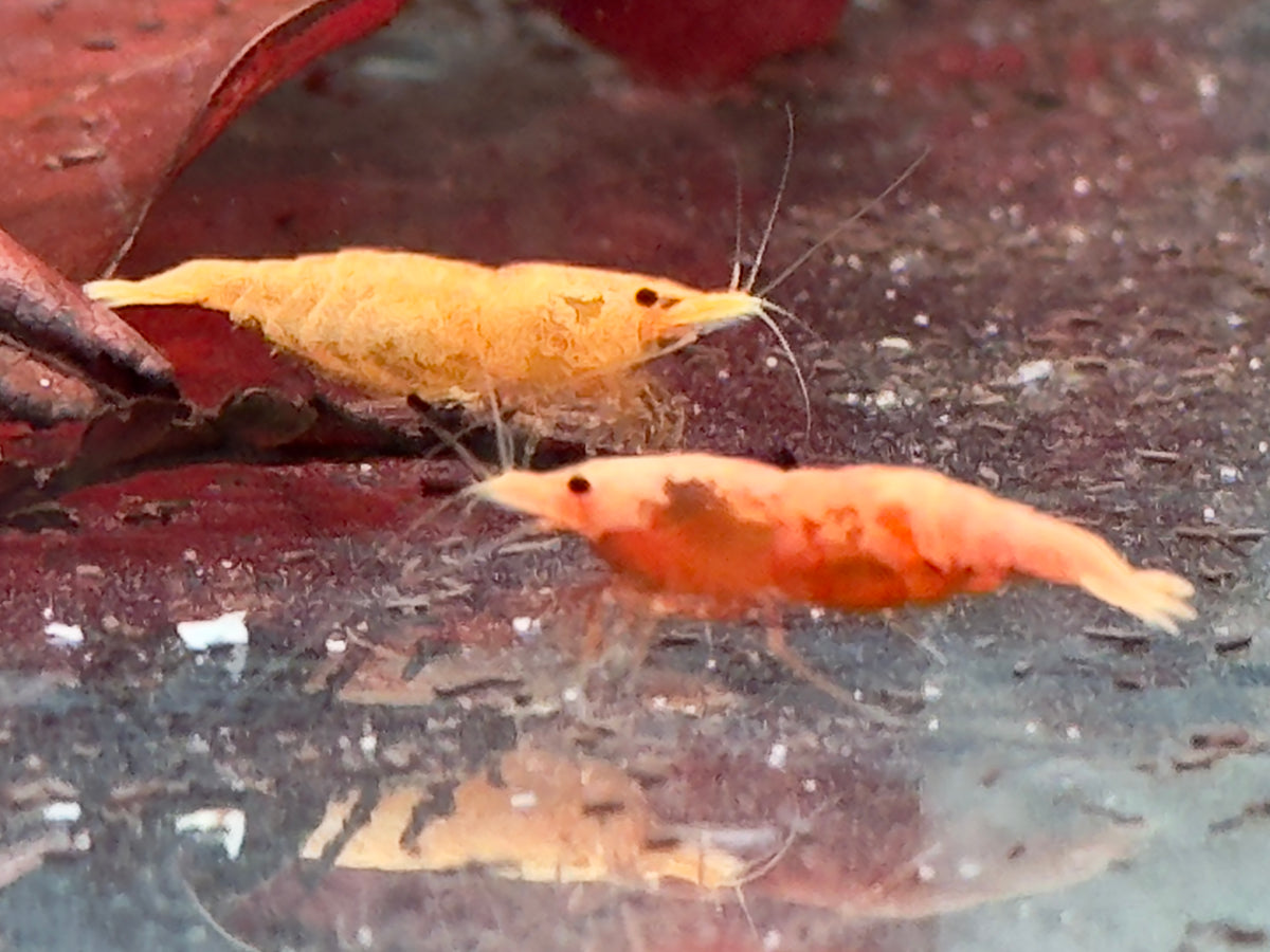 Orangene Garnele Neocaridina davidi