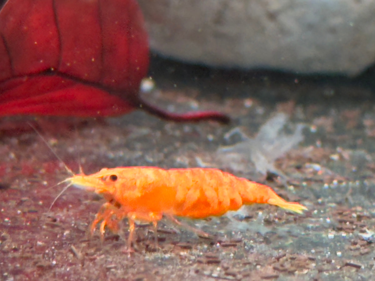 Orangene Garnele Neocaridina davidi