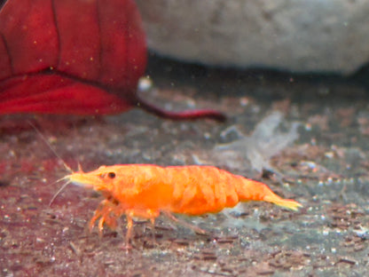 Orangene Garnele Neocaridina davidi