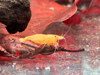 Orangene Garnele Neocaridina davidi