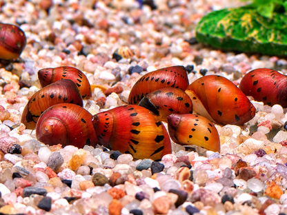 Orange Track Rennschnecke Neritina Vittina semiconica
