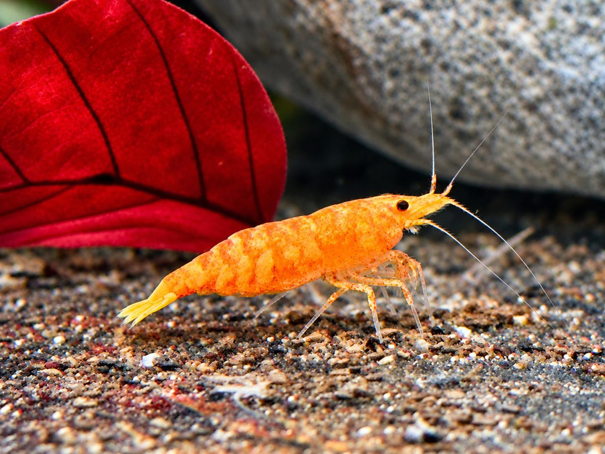 Orangene Garnele Neocaridina davidi