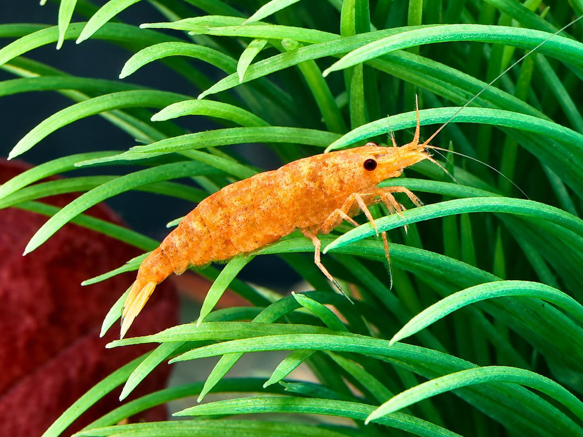 Orangene Garnele Neocaridina davidi