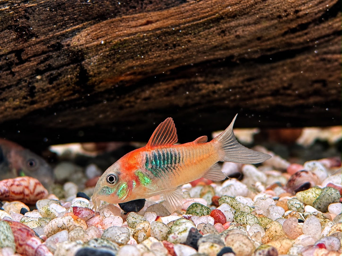 Orangener Venezuela Panzerwels Corydoras venezuelanus orange