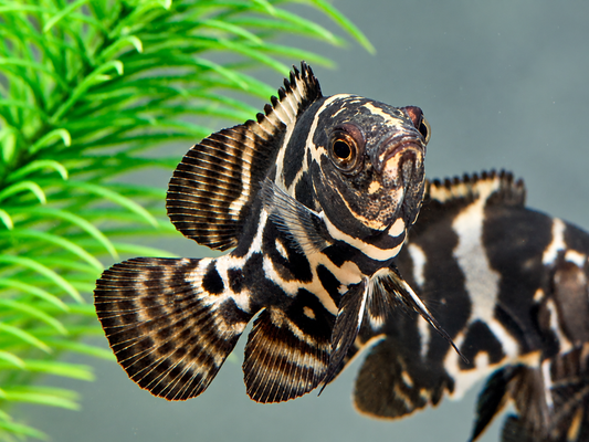 Oskar Pfauenaugenbuntbarsch  Tiger Astronotus ocellatus