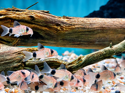 Panda Panzerwels Hoplisoma Corydoras panda Größe L