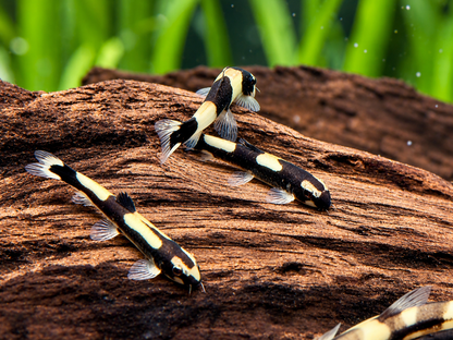 Panda Schmerle Protomyzon I Yaoshania pachychilus