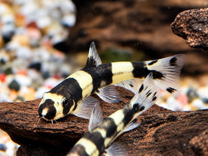 Panda Schmerle Protomyzon I Yaoshania pachychilus