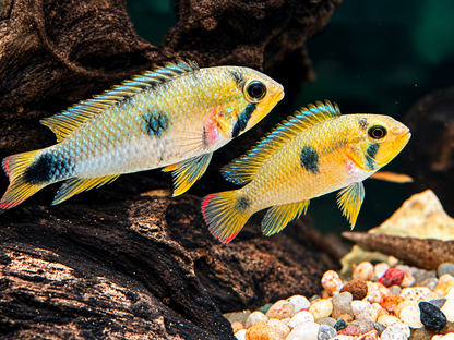 Panduros Zwergbuntbarsch Apistogramma panduro